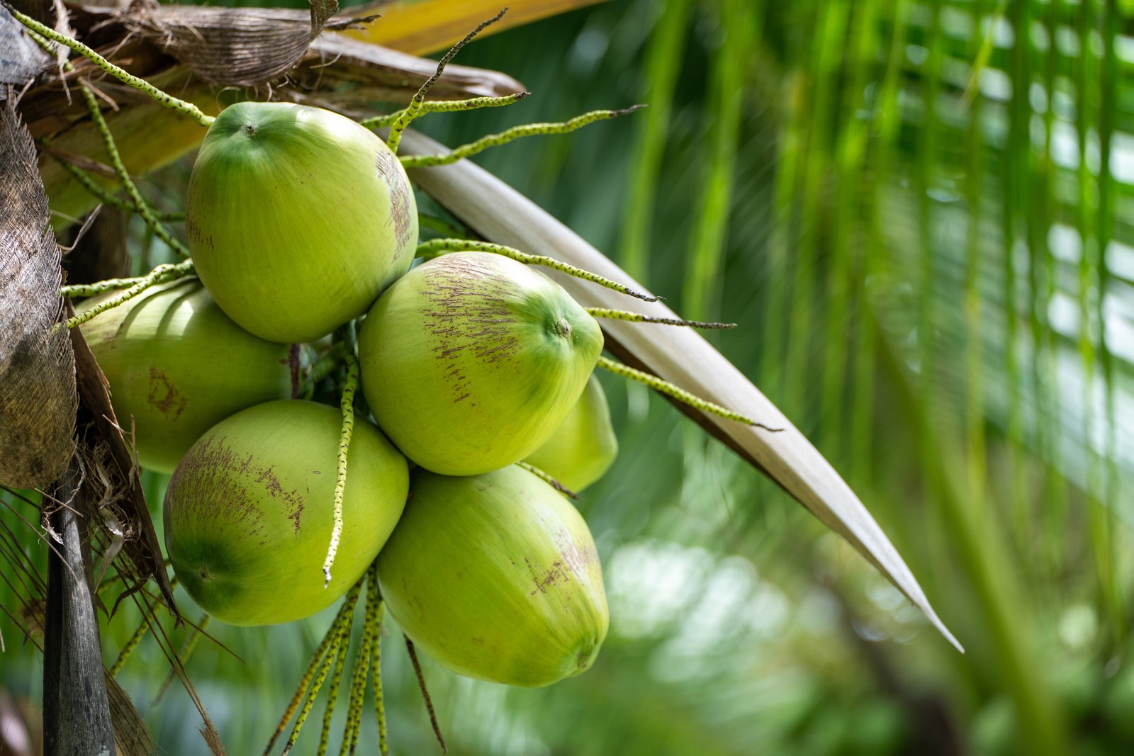 Fresh coconuts at a Jamaican roadside stand