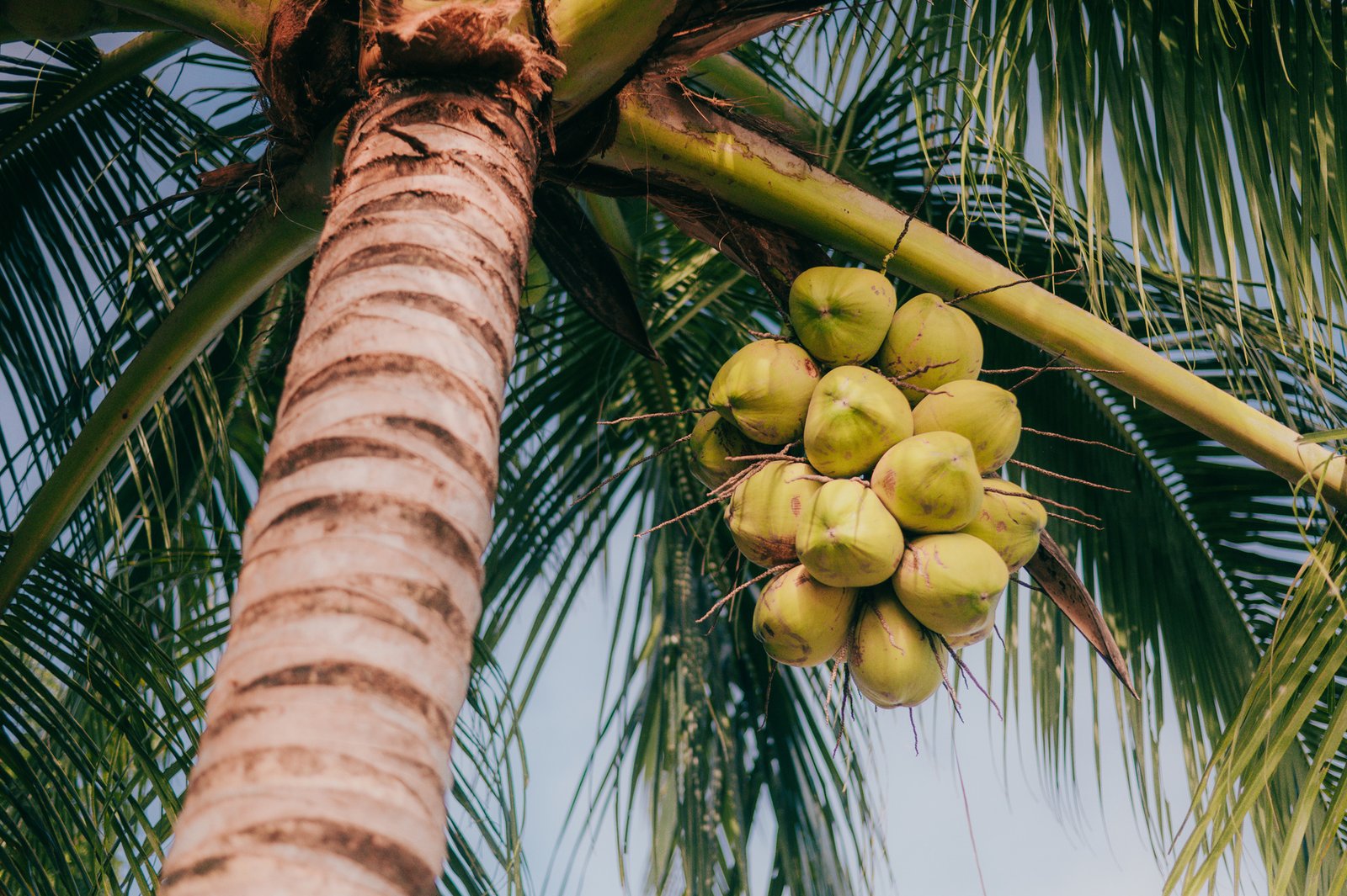 Artisanal Jamaican coconut products
