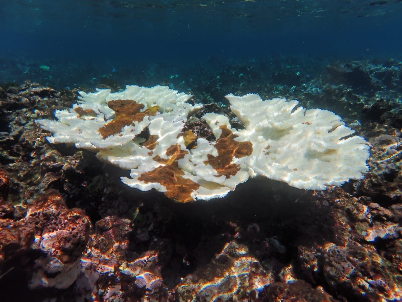 Underwater sea moss farming in Jamaica