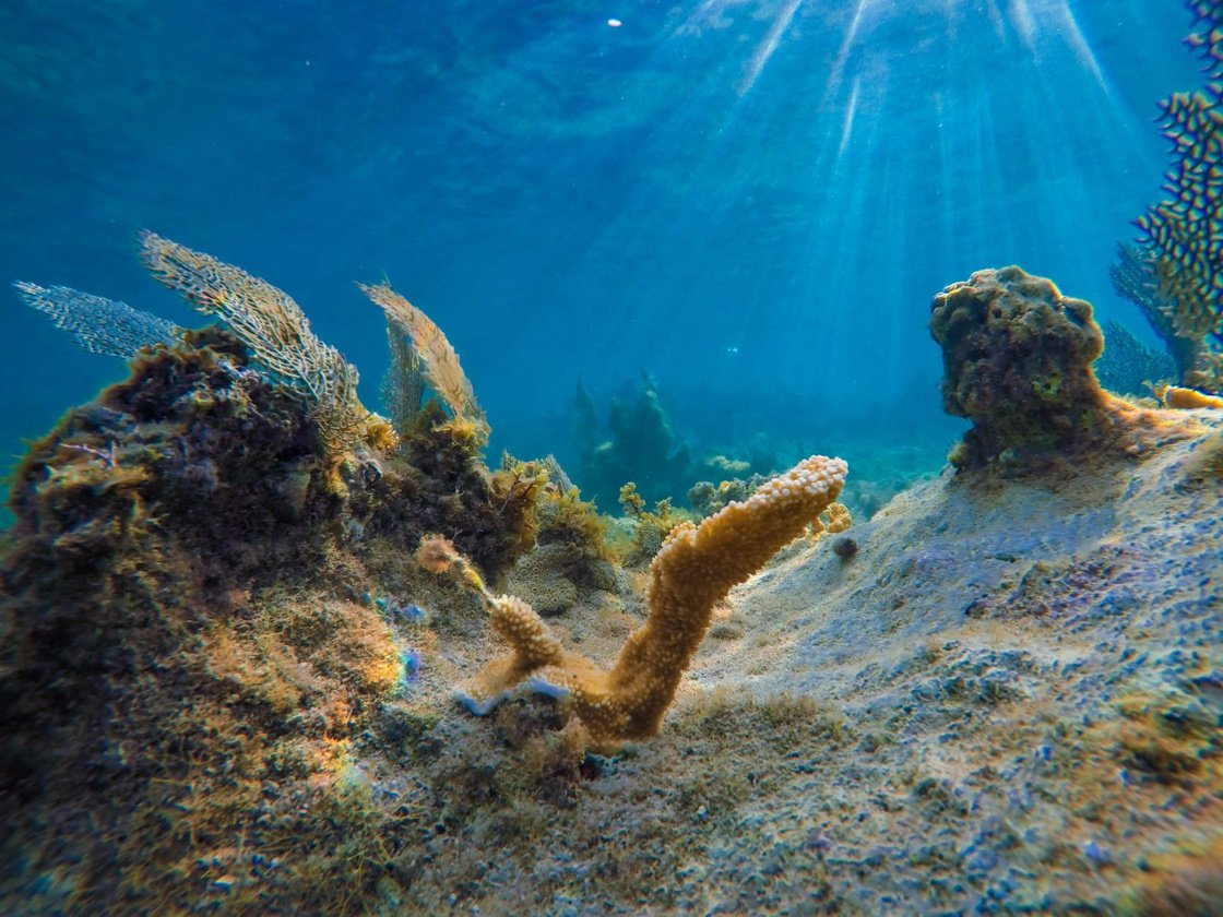 Coral reef restoration artificial structure