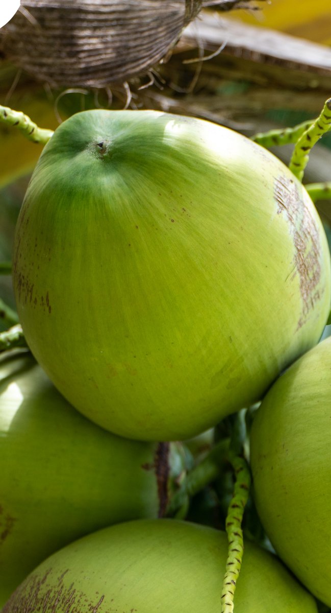 The Coconut: Jamaica's Tree of Life