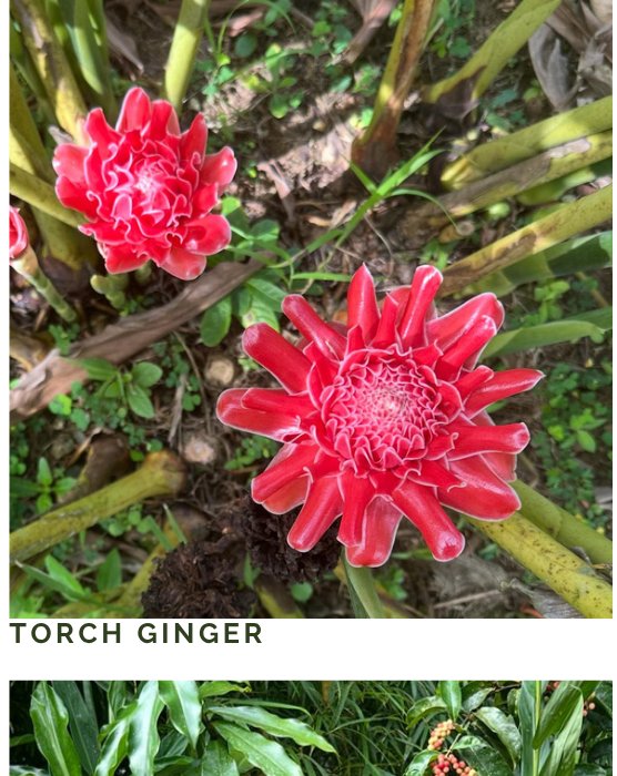 Ginger: Jamaica's Golden Root