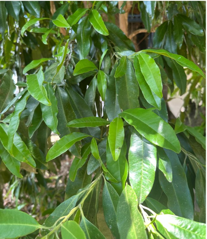 The Secret of Jamaican Allspice