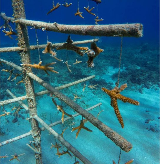 Restoring the Reefs