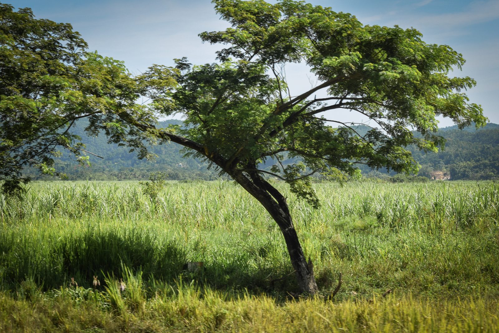 Guango tree over cane fields